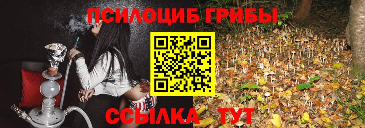 продажа наркотиков  Вход с VPN  Дальнегорск  Псилоцибиновые грибы Psilocybe 